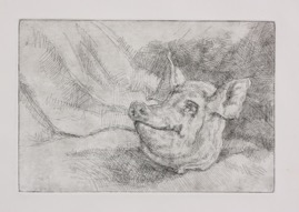 Pig Head; etching, 16 x 25 cm, 2011
