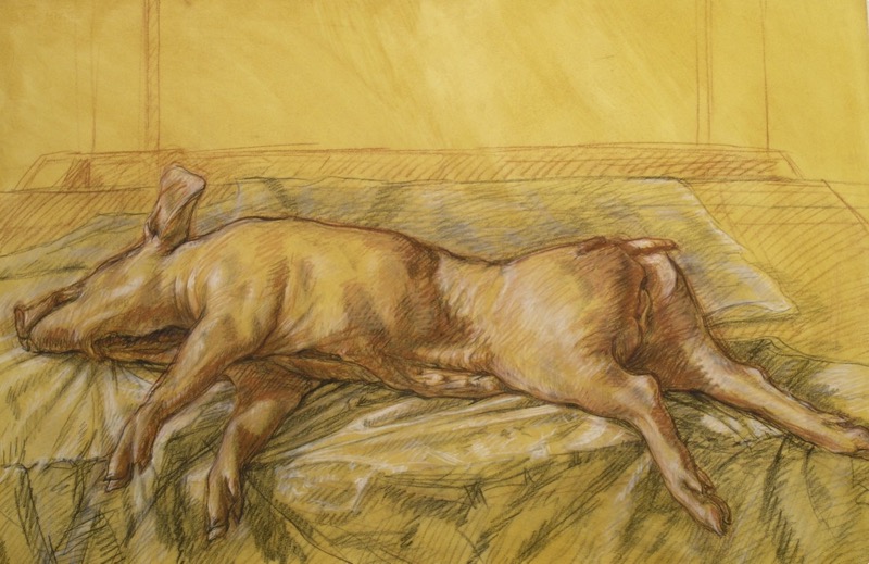 Pig Study I; chalk on paper, 112 x 76 cm, 1995