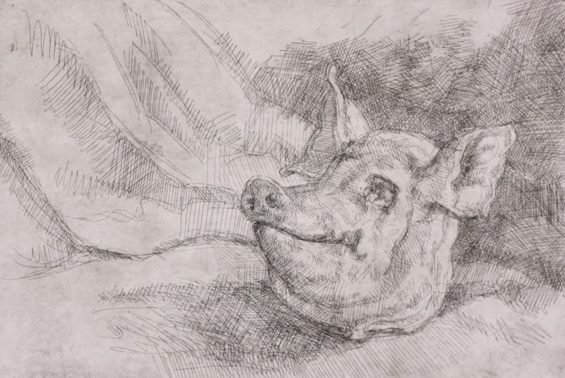 Pig Head I; etching, 16 x 25 cm, 2011
